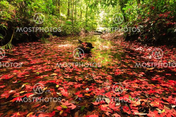Red maple leaf during fall at Phukradung National Park