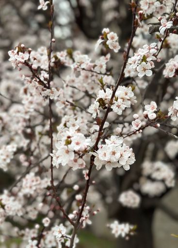 White blossoms covering tree branches in a spring season...