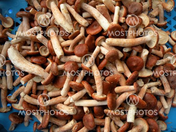 Mushrooms