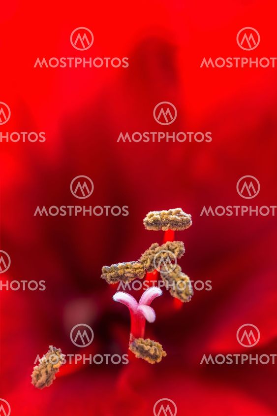 Closeup of a red Amaryllis flower with stamens and a pistil