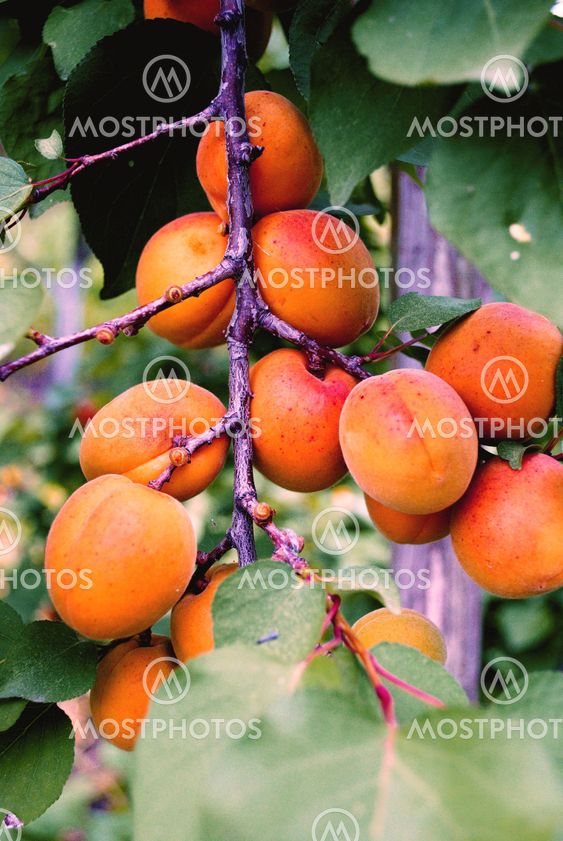 branch apricots with fruit