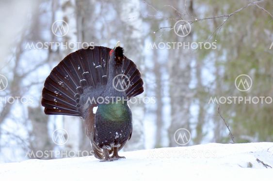 Capercaillie /Wood Grouse (Tetrao urogallus)