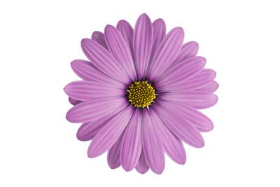 purple flower isolated on white