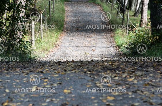 Autumn Road