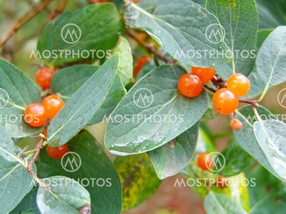 Wild fruit