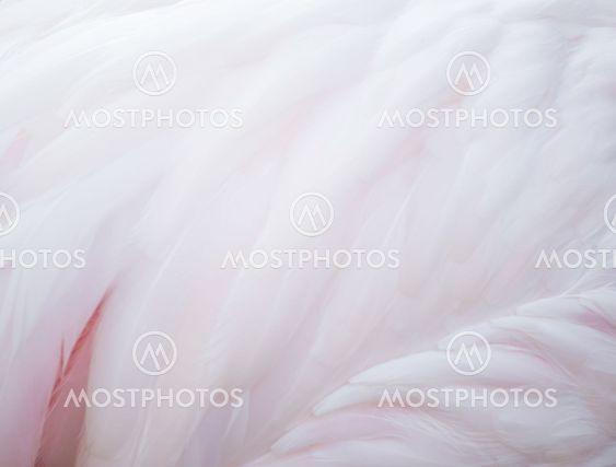 flamingo feather