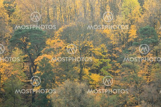 Forest in autumn.