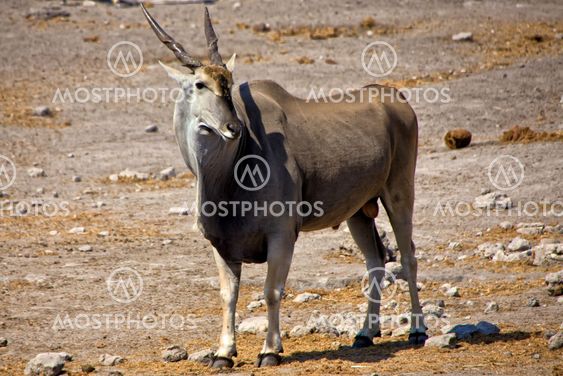 a big eland near a waterhole at etosha national park