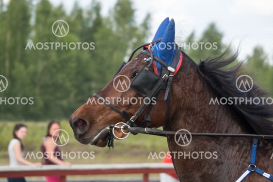 Hevonen