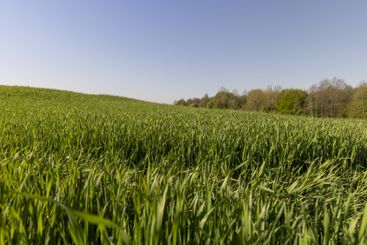 a green wheat field in the spring season