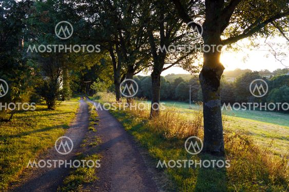 country road winding through a forest