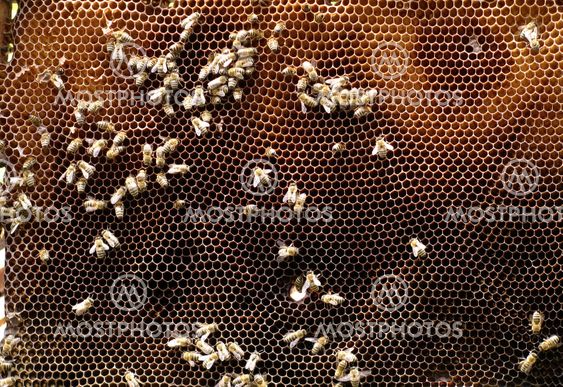Apis melifera rodopica
