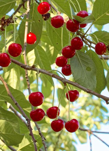 Daylight accentuates the rich colors of ripe cherries...