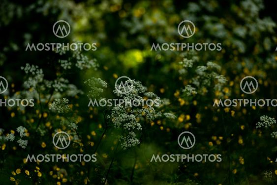 Sommaräng