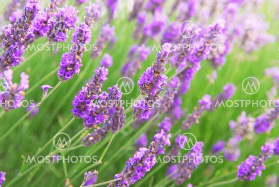 Lavender