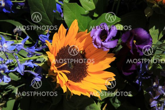 Sunflowers and purple eustoma