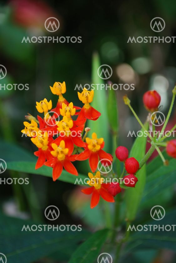 bright yellow and red flower
