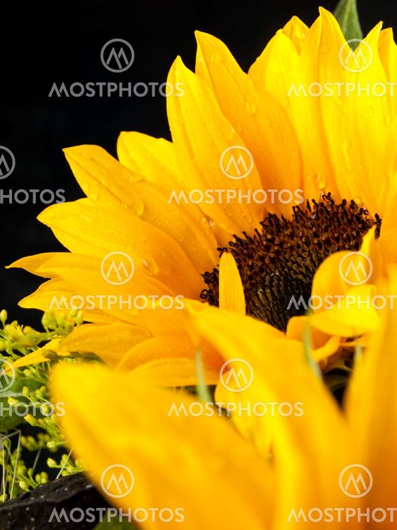 Sunflower with water drops 1