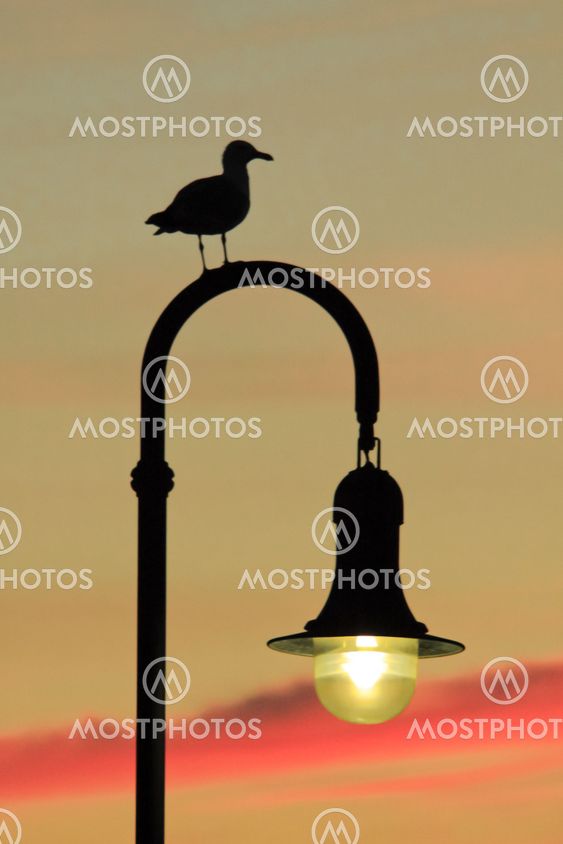 Seagull watching the Sunset