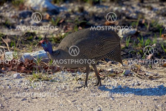 Helmeted guineafowl in Etosha National park Namibia