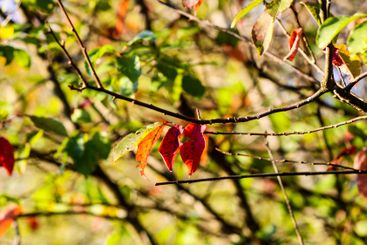 Tranquil autumn nature background in a sunset light.