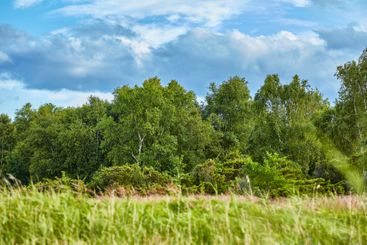 Nature, trees and blue sky in forest for environment,...