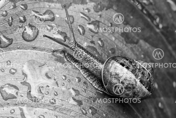Sneglen flytte i en Garden