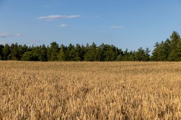 wheat field before harvest in the summer season
