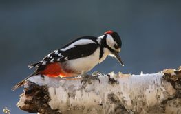 Great spotted woodpecker sitting on a birch log