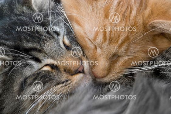 snuggling kittens