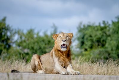 Male Lion laying on the road in Kruger.