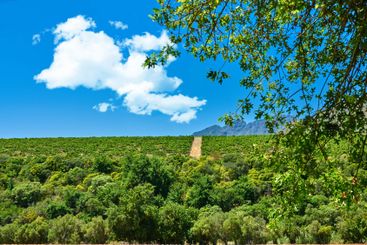 Agriculture, vineyard field and trees on farm for...