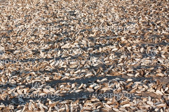Tapioca are cut into pieces and then dried in the sun