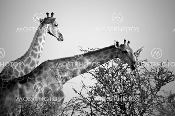 two giraffe eating a tree in etosha national park namibia