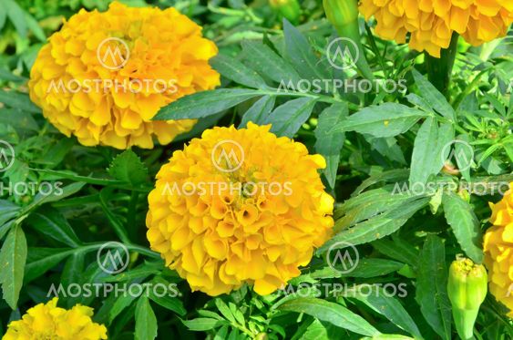 Marigold flower in Thailand