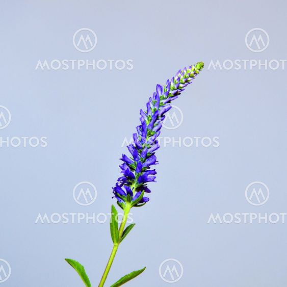 Single Spiked Speedwell