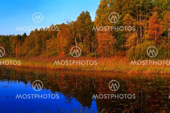 sunrize metsien