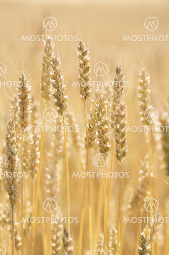 Wheat
