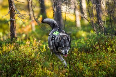 Swedish Moosehound Hunting