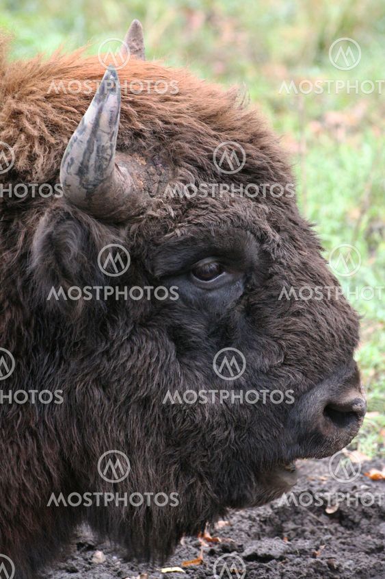 wild bison