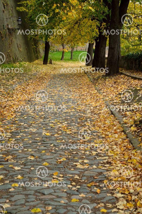 Autumn Walk Road