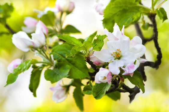 Apple blossom and spring light