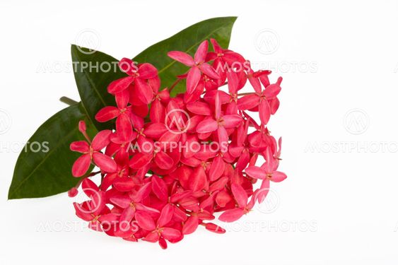 Pink Ixora flower