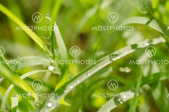 Grass and water drops