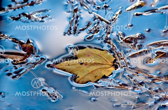 Maple leaf on water