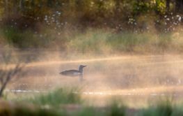 Red-throated loon in morning light at a woodland lake
