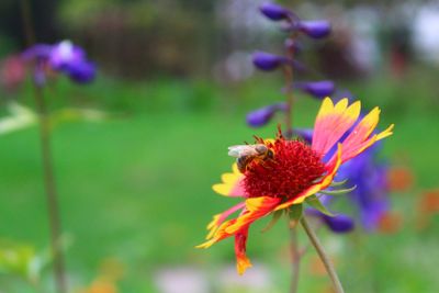 A bee collecting nectar. 