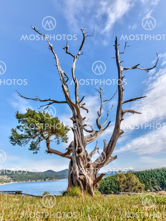 Gnarled evergreen tree at Washington Park, Anacortes, Washington