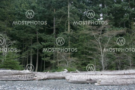 forest and beach