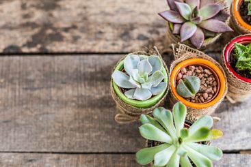 Succulent plants arranged in colorful pots on a rustic...